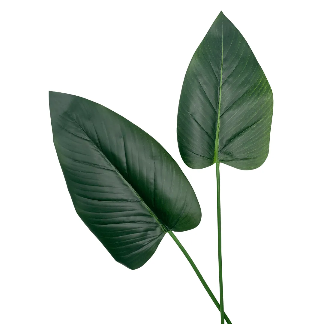 Hoja Filodendron