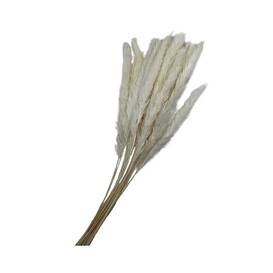 Follaje Plumillas