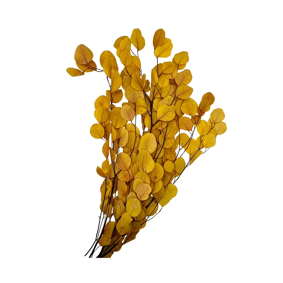 Follaje Hojas Naturales