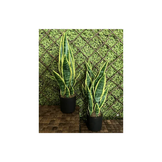 Plantas Decorativas