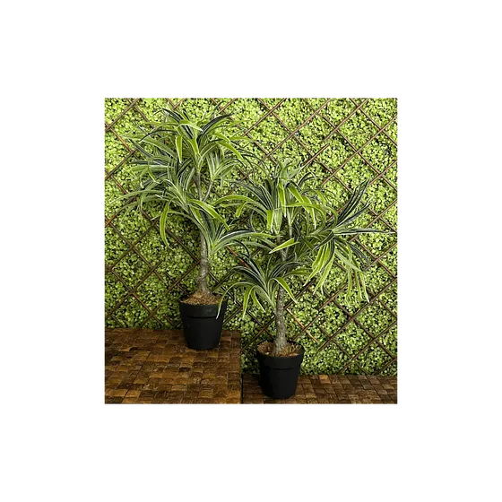 Planta Decorativas Dracaena