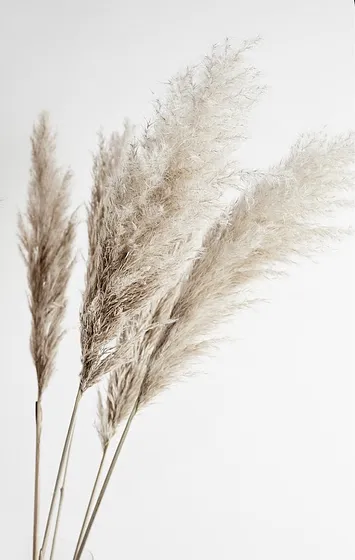 Pampas Grass
