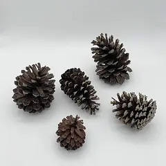 PINOS NATURALES