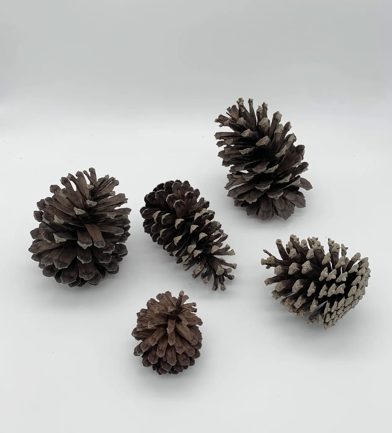 PINOS NATURALES