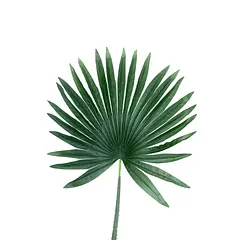 HOJA PALMERA